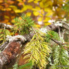 Jesień w Małych Pieninach / Autumn in the Small Pieniny mountains fot. P. Kubik